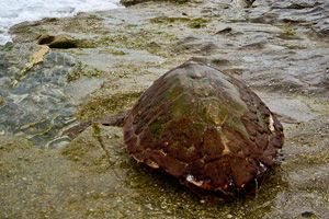 mojacar_turtle mojacar_turtle