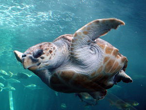 loggerhead-turtle_web loggerhead-turtle_web