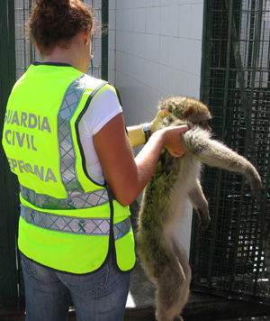 macaca1_web macaca1_web