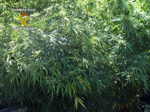 MARIHUANA-OLULA_2_web MARIHUANA-OLULA_2_web