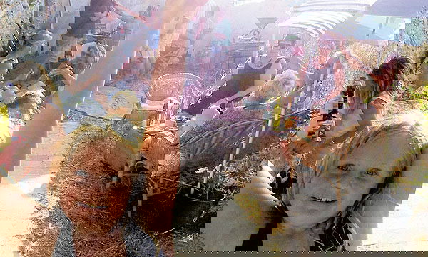 8743d9cc459d0e42e6f7cb7be085d156