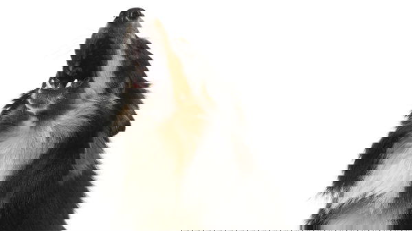 2f0c1ef90839085f5bb38f7567c6cd18