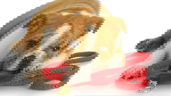 105e1612b42385c51ac1f2e72be2830d