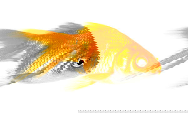 3cbfe22bebe077b70aa6d4ab10f3f8bc