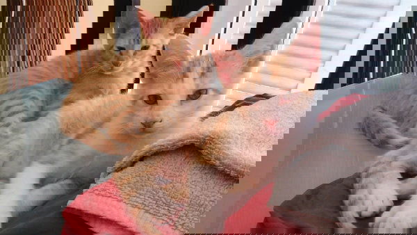 96b5af9f2eae7506d9d25ac72b915a88