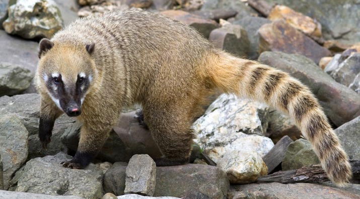 Invasive animals are taking over on the island of Mallorca - Euro Weekly News Invasive animals are taking over on the island of Mallorca - Euro Weekly News