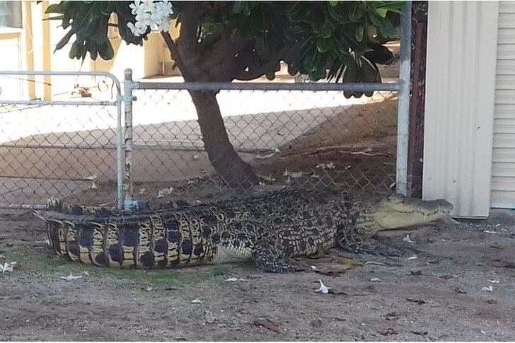 Giant Crocodile Corralled By Wheelie Bins In Queensland Garden