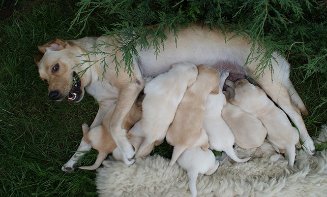 Labradors Bitch Puppies