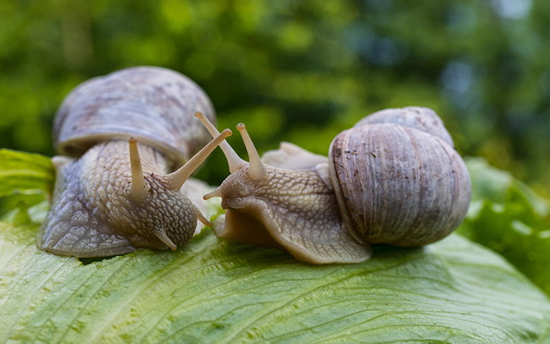 Environmental Groups Warn About Dangers Of Eating Wild Snails Collected
