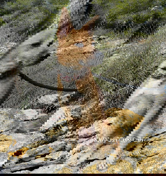 tmp_20190210190109_wm (4)