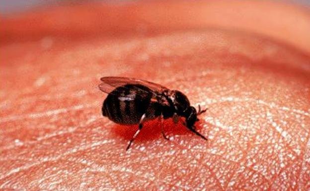 Increase in blood-sucking flies across Spain