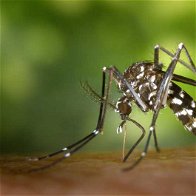 Image of Aedes Albopictus - Tiger Mosquito.
