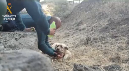 Spanish police rescue pooch on the verge of death