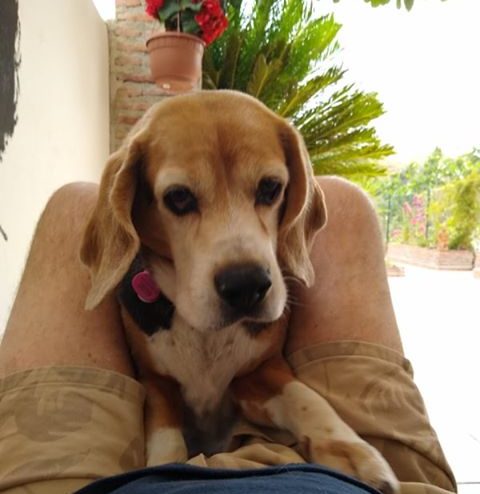 lost dog Nora