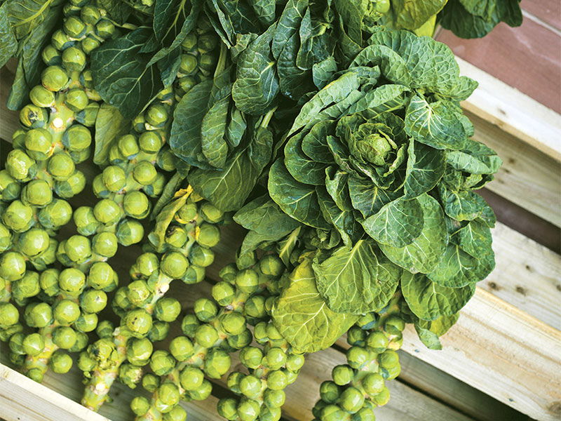 Fresh Brussels sprouts on the stalk.