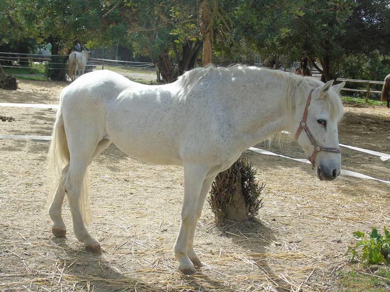 Caption Porn Horse Cross - SEARCH Horse Rescue Centre CoÃ­n Costa del Sol - Euro Weekly News