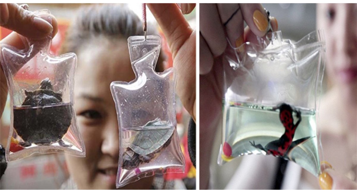Small Animals Trapped Alive in Keychains in China for $1,50 - Euro Weekly  News