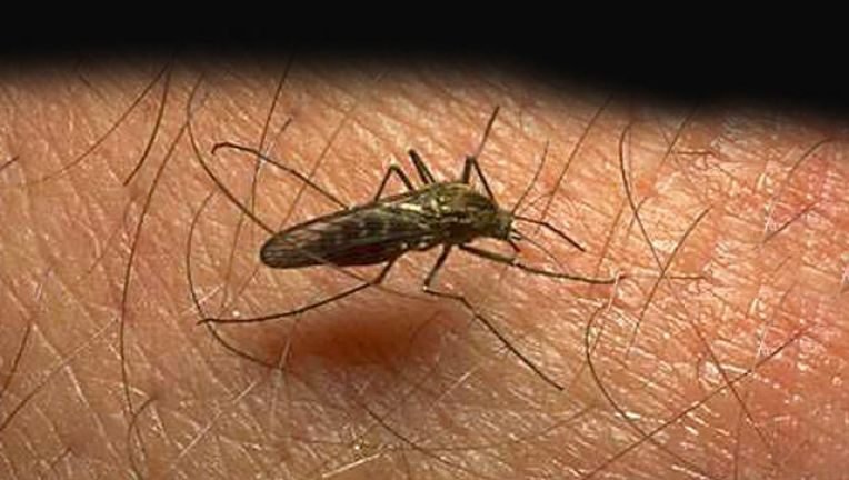 #coronavirus in mosquitoes