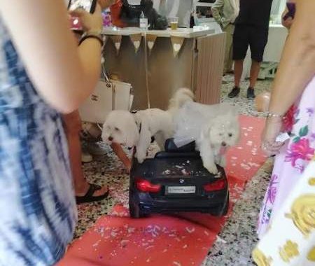 0 doggie wedding