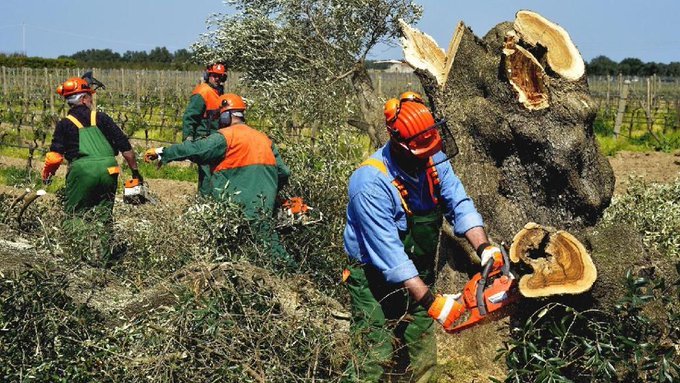 A new outbreak of Xylella is declared in the Valencian Community