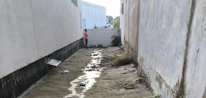 poisoned cats Police launch investigation after eight cats poisoned in alleyway