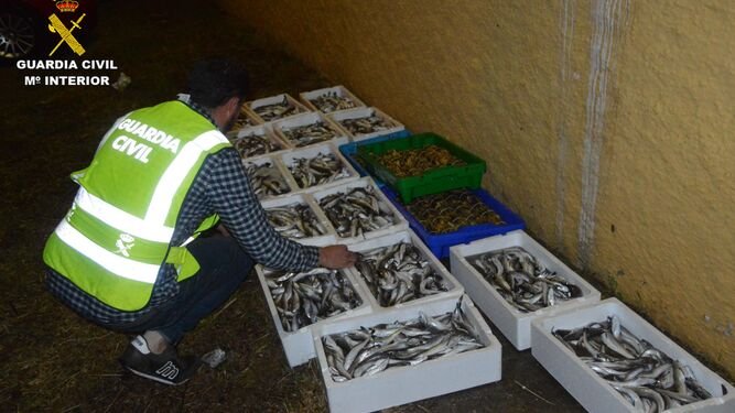 Fishy Business: Guardia Civil Seized 40,000 Kilos of Illegal Fish in 2020