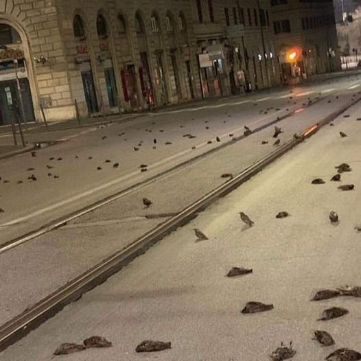 Hundreds of dead birds cover Rome street after being 'scared to death' by NYE fireworks