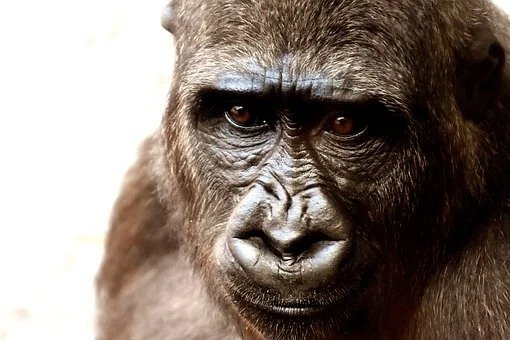 San Diego Safari Park Gorillas Catch COVID in First Known Transmission