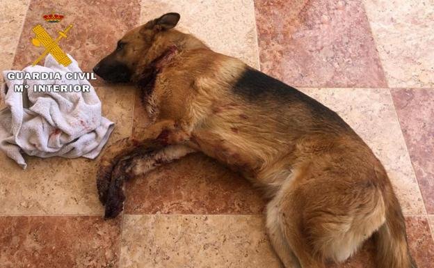 Two people arrested for seriously injuring dog to blackmail owner
