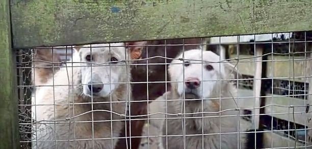 UK cops target illegal puppy trade, Ireland, ISPCA