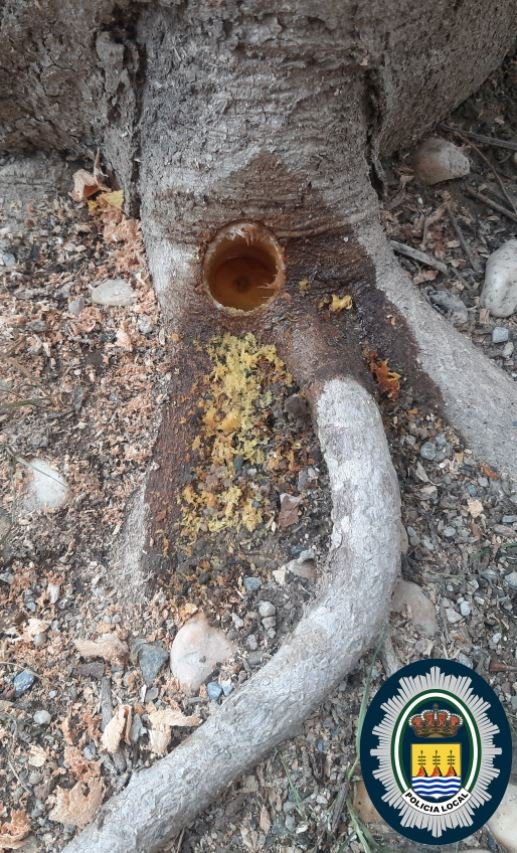 Boreholes Drilled into Plaza de San Francisco Trees in a Deliberate Act of Poisoning