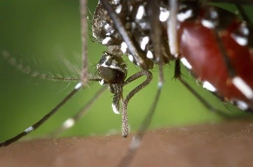 Andalusia Prepares for an All-Out War Against the West Nile Virus
