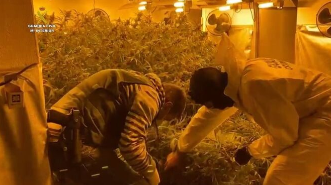 Over 2,000 Marijuanna Plants Found In Malaga Over 2,000 Marijuanna Plants Found In Malaga
