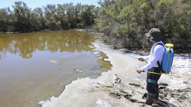 Pest Control Adult Mosquitoes In Guadalhorce River Malaga