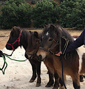 rescued ponies 