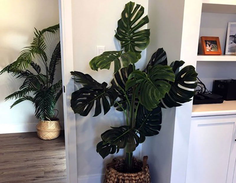 Artiplanto now available in Europe! « Euro Weekly News