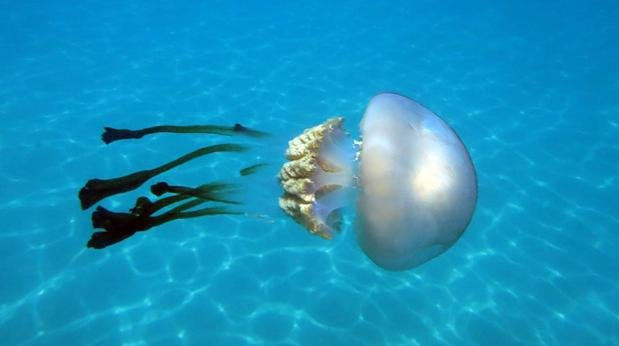 Giant stinging jellyfish swarm the beaches of Malaga