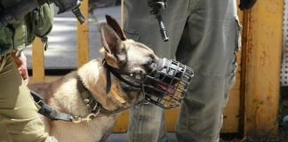 Animals rights group slams US government for leaving military dogs in Kabul