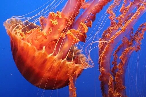 Giant jellyfish spotted in Almeria’s Cabo de Gata