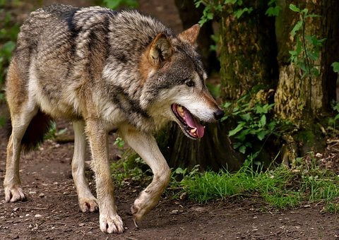 wolf-3151876__340 Wave of wolf attacks in Spain as government set to ban wolf hunting