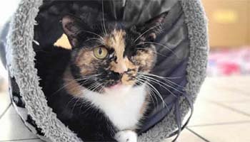 ‘Miracle’ cat who survived being hit by bus searches for new home