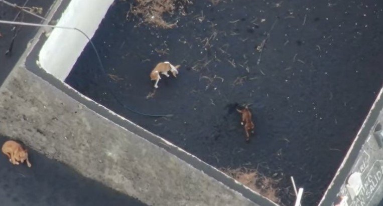 Drone rescue attempt to save dogs trapped by lava on La Palma