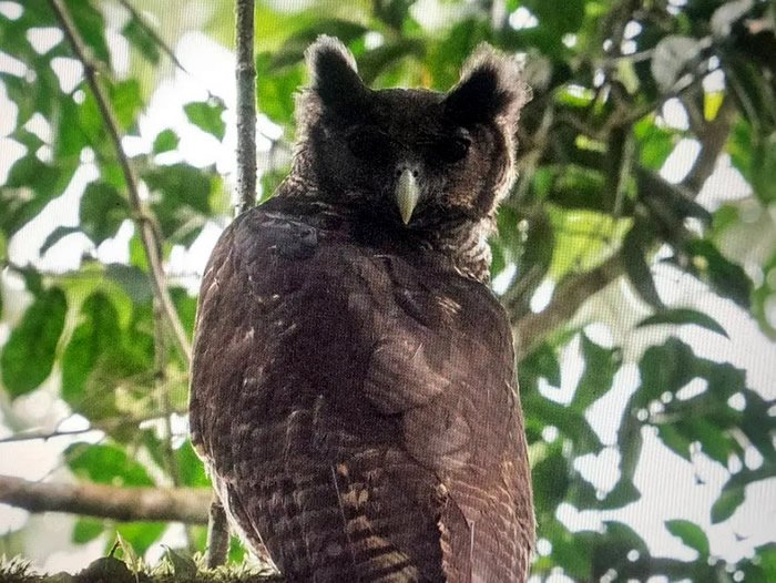 photo taken of giant owl in Ghana