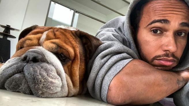 lewis-hamilton-y-su-perro-roscoe Lewis Hamilton risks jail for imposing vegan diet on his dog