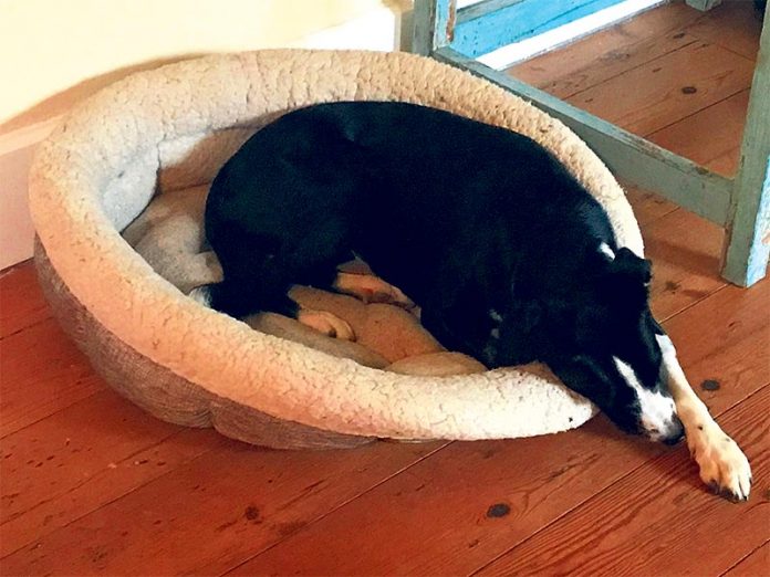 LAMIA---Blog---Sleeping-dog-St-Agnes-Cornwall Find a reliable and caring dog sitter from a trusted source for peace of mind.