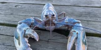 Fisherman catches one-in-100million ‘Cotton candy’ lobster