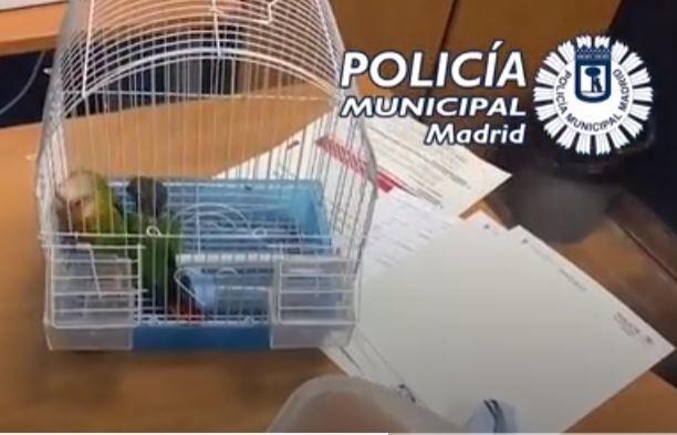 Rescued: The parrots were about to be cooked in a Madrid restaurant