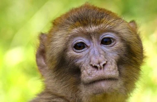Call to end Mauritius trade in monkeys for research