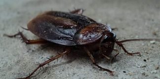 Outbreak of cockroaches in clinic, Valencia, Clinico Valencia, CSIF