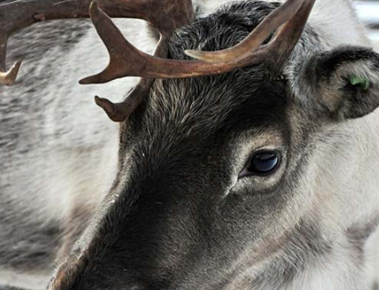 Animal welfare concerns over reindeer used in Christmas events